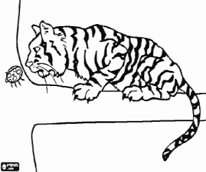 Tiger upon a branch observing with attention an insect coloring page