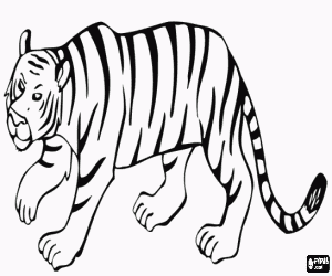 Tiger walking very stealthily to capture a prey coloring page