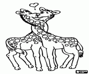Two giraffes in love with the necks intertwined coloring page
