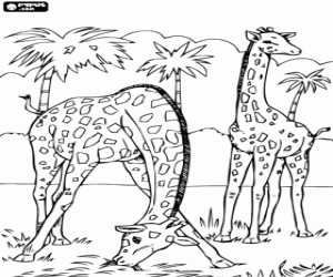 Two giraffes, one is eating grass while the other is watching coloring page