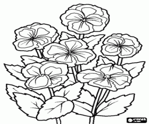 Violets or violes, an ornamental plant with flower used in gardens coloring page