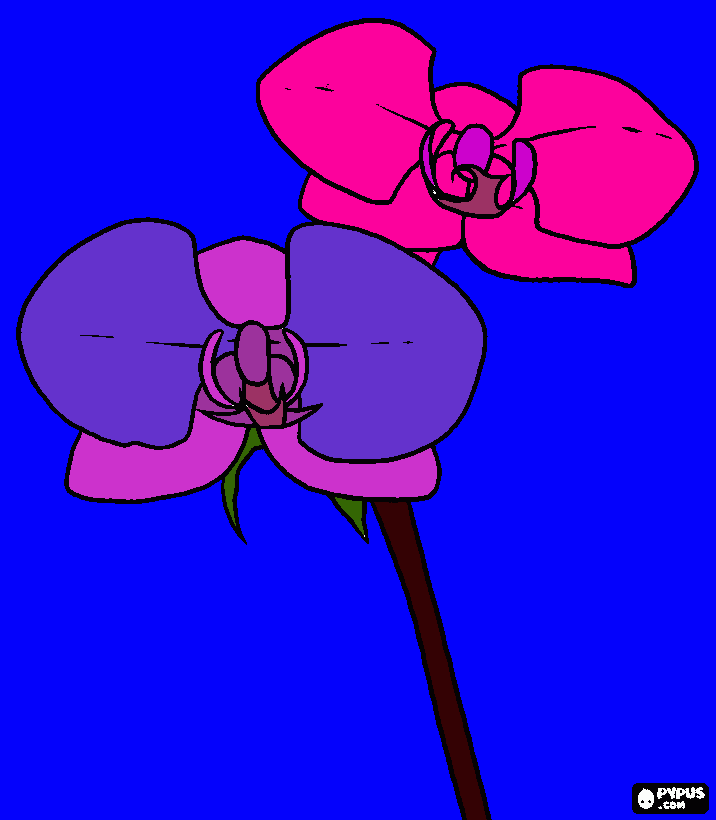 beauiful orchid coloring page