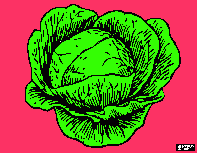 cabbage coloring page