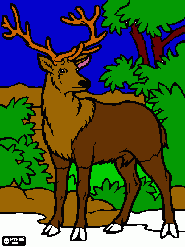 Deer walking in woods coloring page