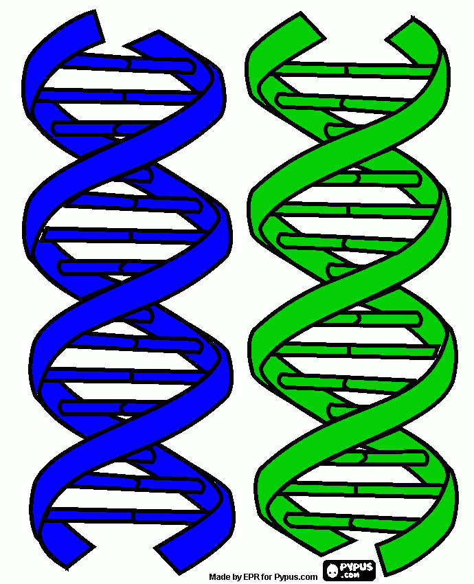 Dna Strands Coloring Page Printable Dna Strands