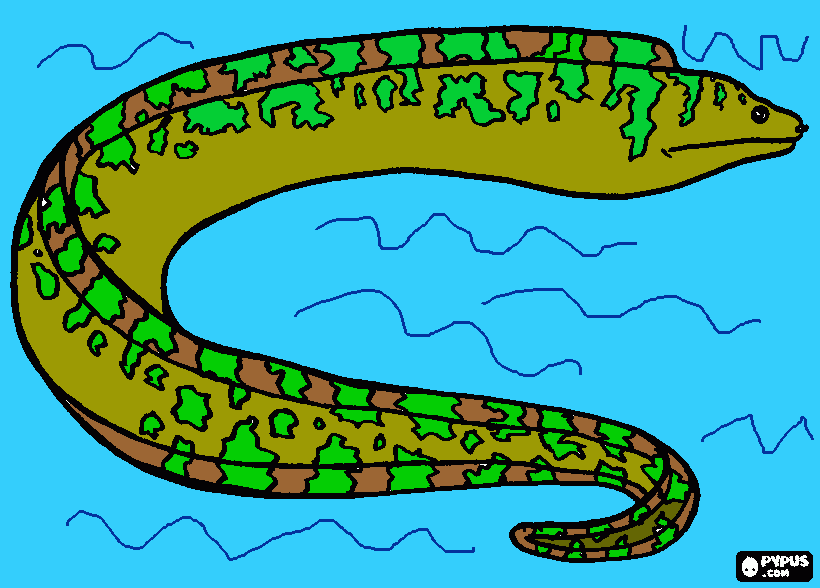 Eel coloring page