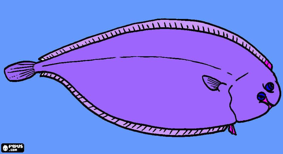 flat fish coloring page