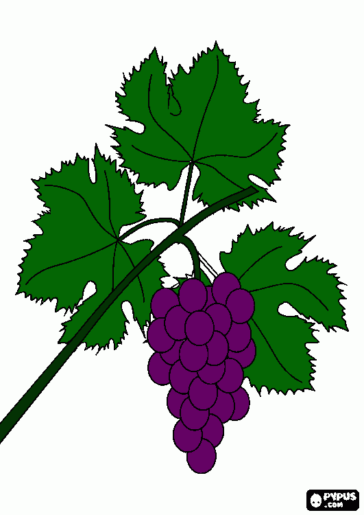 grapes coloring page