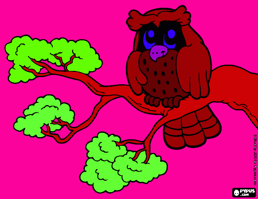 hoot the owl coloring page
