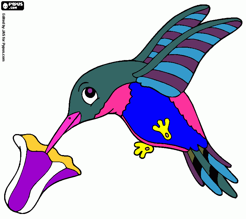 Hummingbird pattern for ipad coloring page