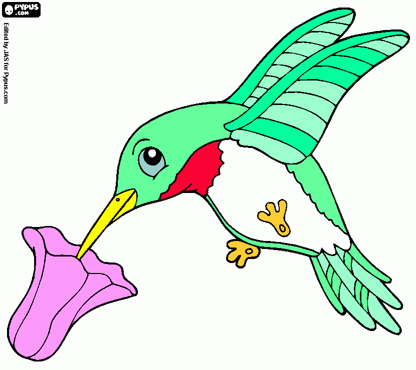 Hummingbird coloring page