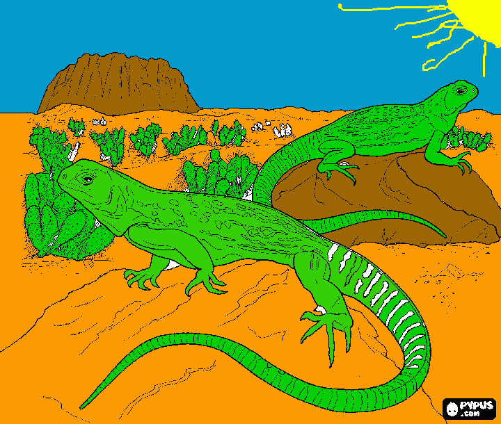 iguanas coloring page