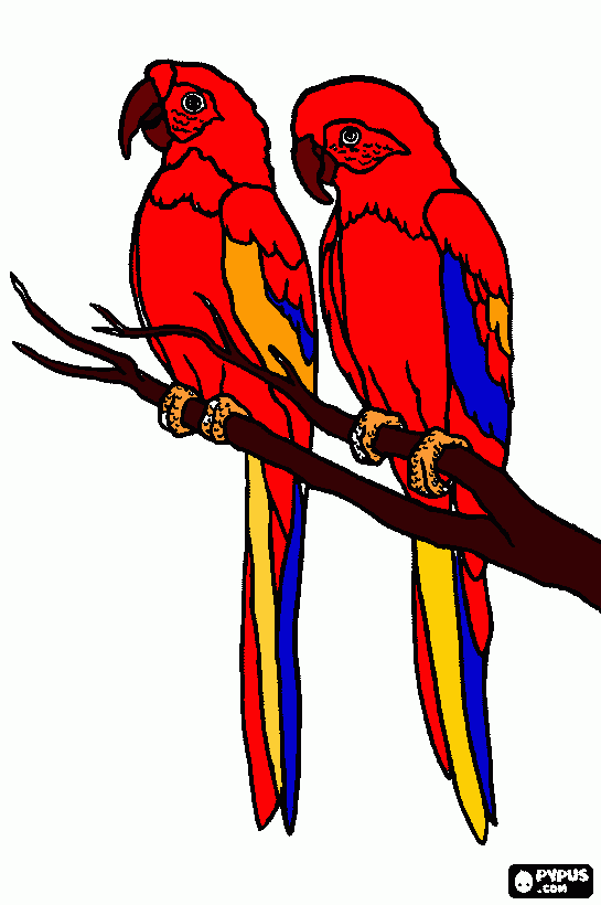 Macaw birds coloring page