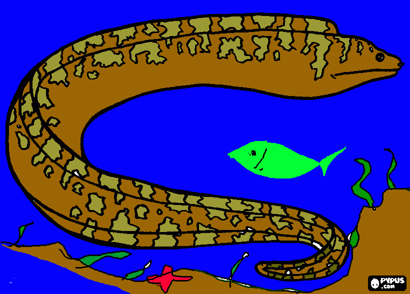 moray eel coloring page