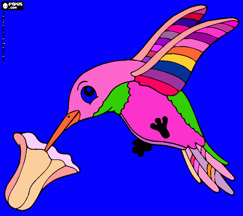 my hummingbird coloring page