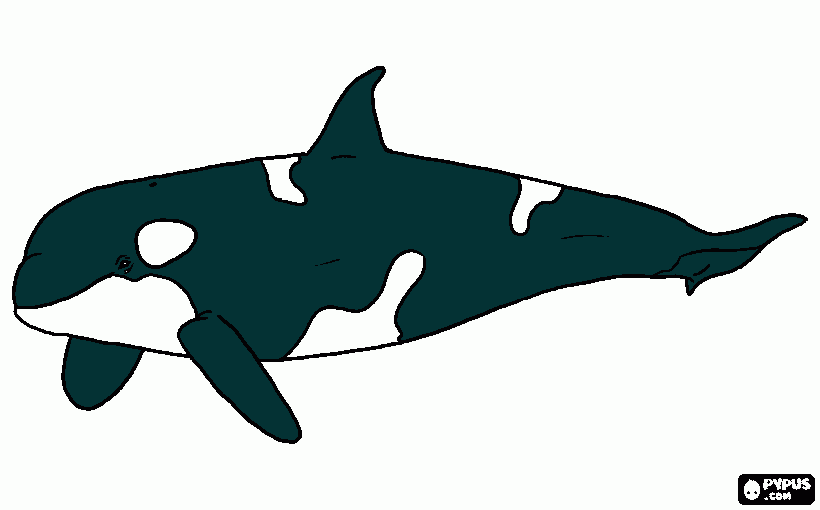 Orca Killer  whale  drawing coloring page