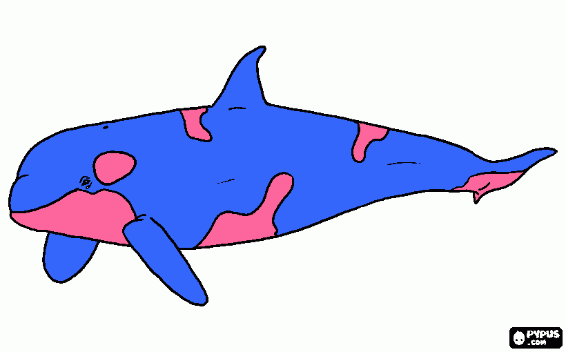 Orca Whale coloring page
