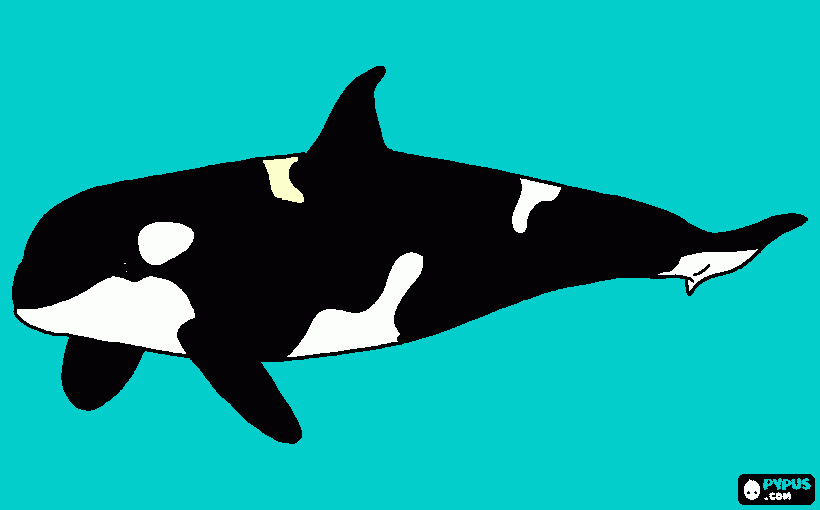 orka coloring page