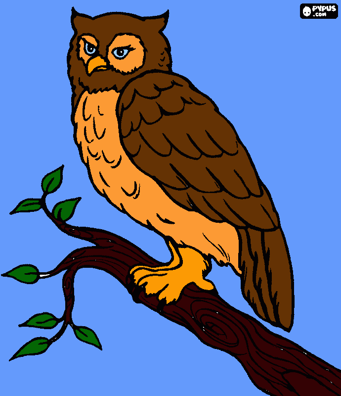 Owl coloring page