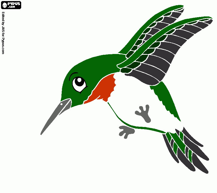 panama pecho rojo coloring page