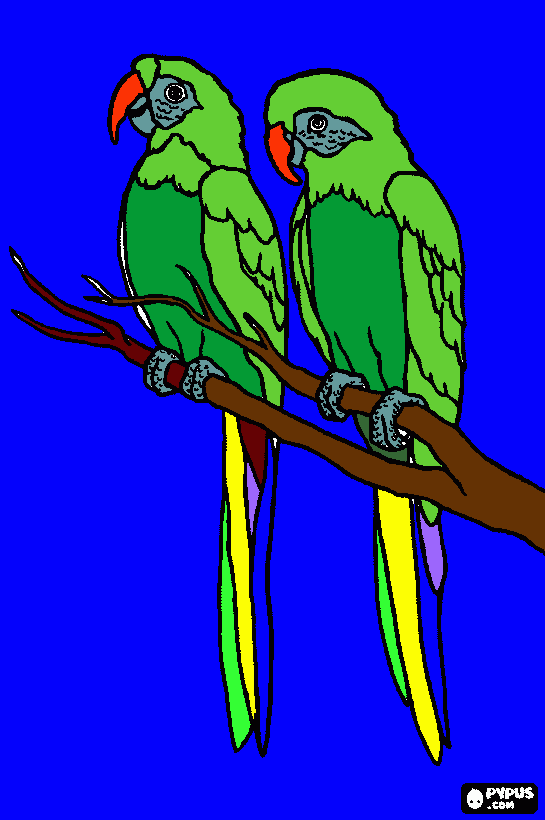 parakeets coloring page