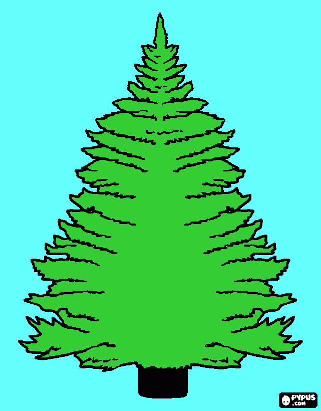 Pine Tree Coloring Page Printable Pine Tree