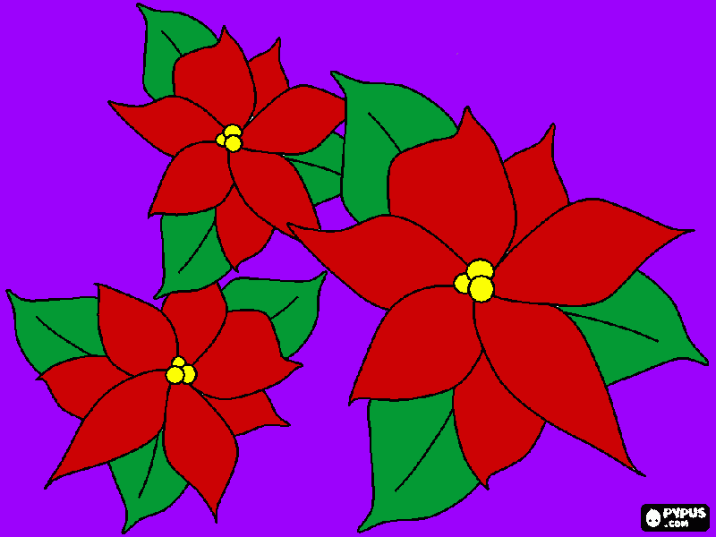 poinsetas coloring page