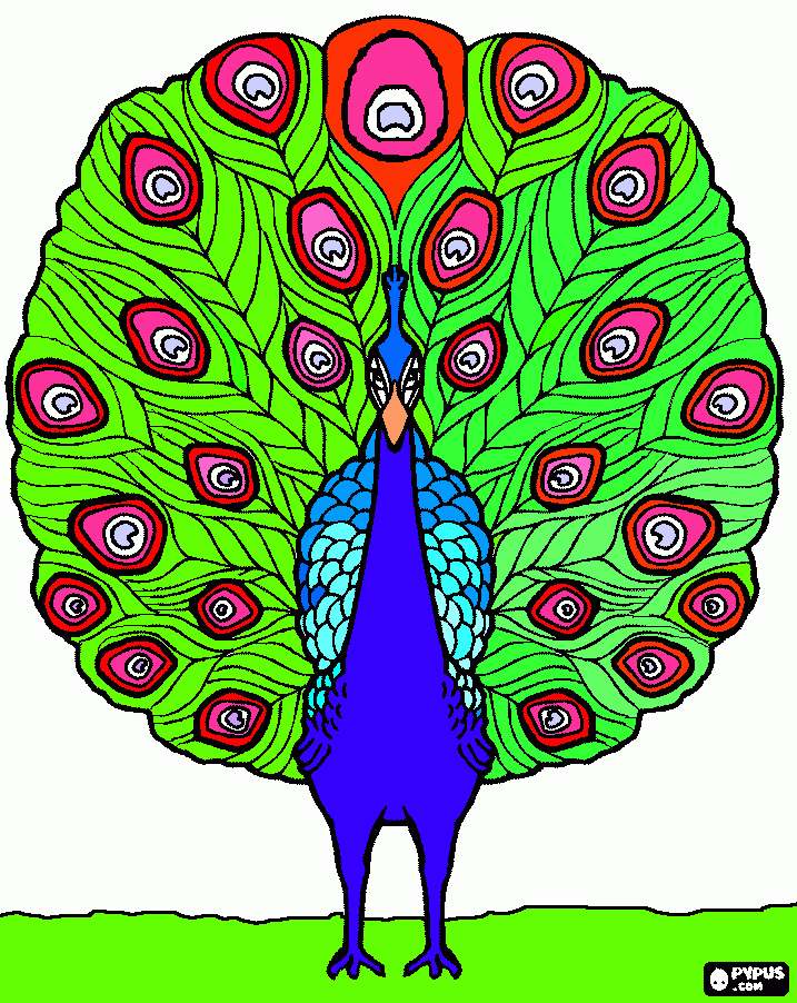 Páva coloring page