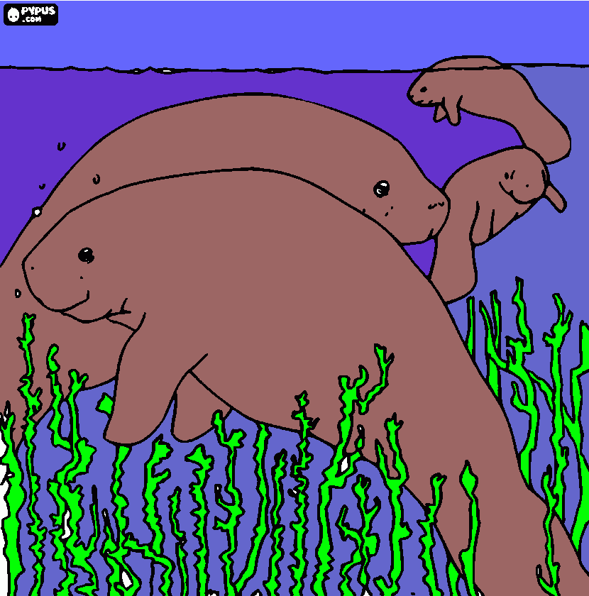 Sea lions coloring page