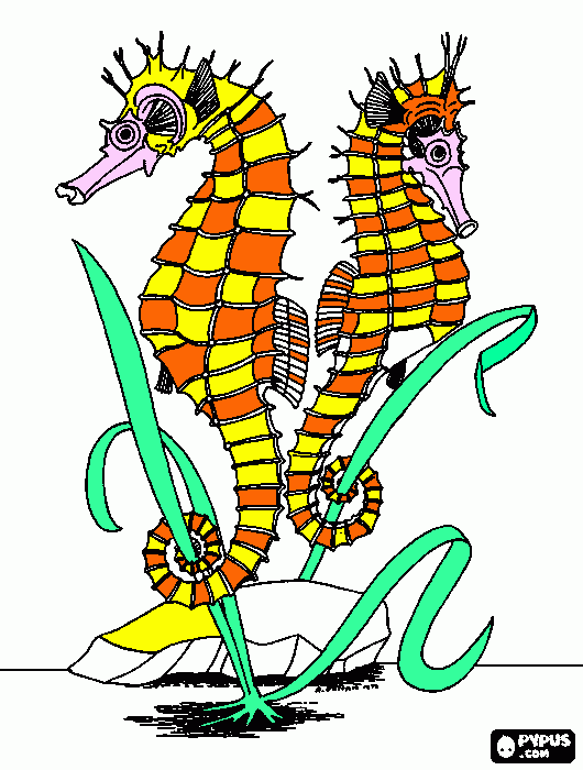 Seahorses coloring page
