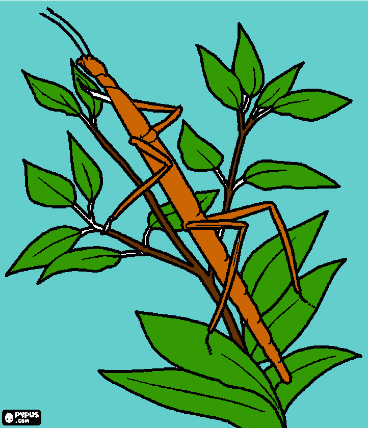stick bug coloring page