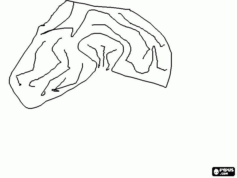 stomach coloring page