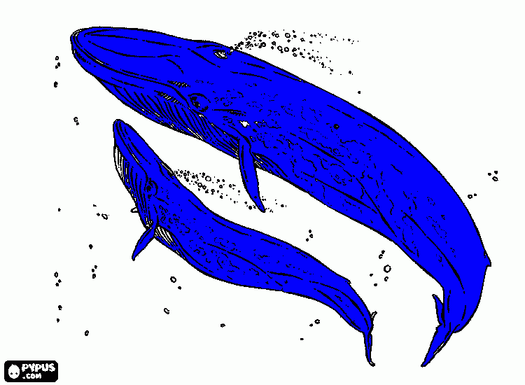 Whale coloring page