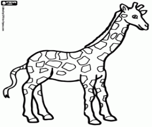 A beautiful giraffe coloring page