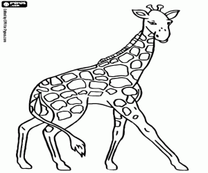 An adult giraffe coloring page