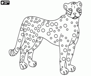 An african feline, the cheetah coloring page