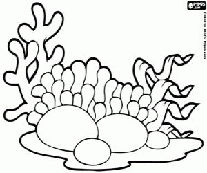 Algae coloring page