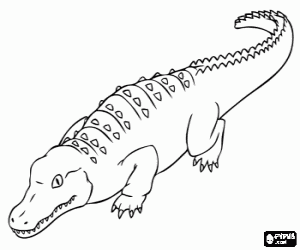 American alligator, a crocodile coloring page
