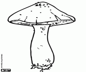 Another type of terrestrial fungus coloring page