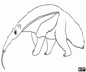 An anteater coloring page