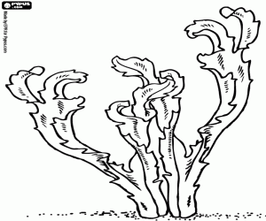 Aquatic plant. Algae coloring page