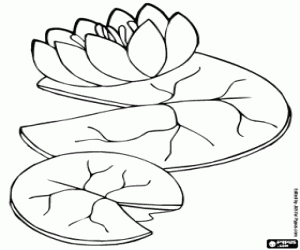 Aquatic plant coloring page