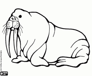 An Arctic walrus coloring page