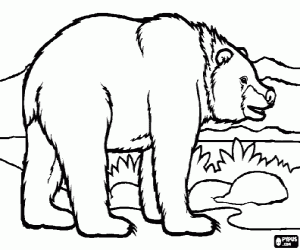 Bear in the landscape coloring page