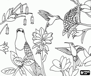 Beautiful birds among the flowers coloring page