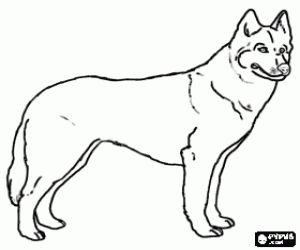 Beautiful dog, Siberian Husky coloring page