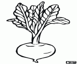 Beet, an edible root coloring page