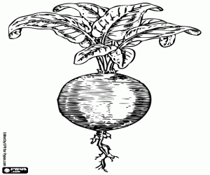 A beetroot or red beet coloring page