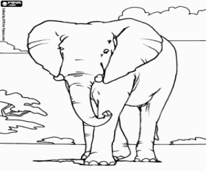 Big elephant in the savanna coloring page