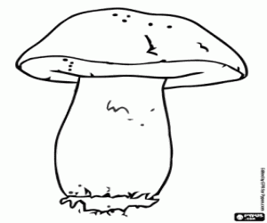 Boletus edulis, a mushroom coloring page